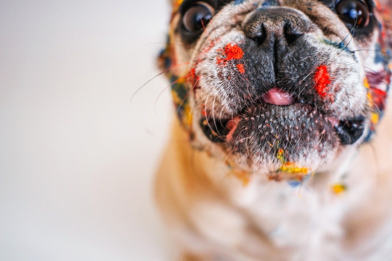 A dog with paint splatters on its face